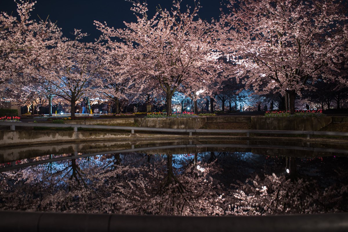 🌸 벚꽃 광장(사쿠라 히로바) 이미지 8